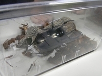 カブト・クワガタ