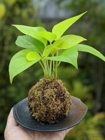 こけ玉づくり
