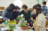 クリスマスの寄せ植え作り