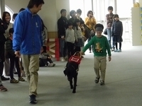 プロから学ぶ 盲導犬訓練士
